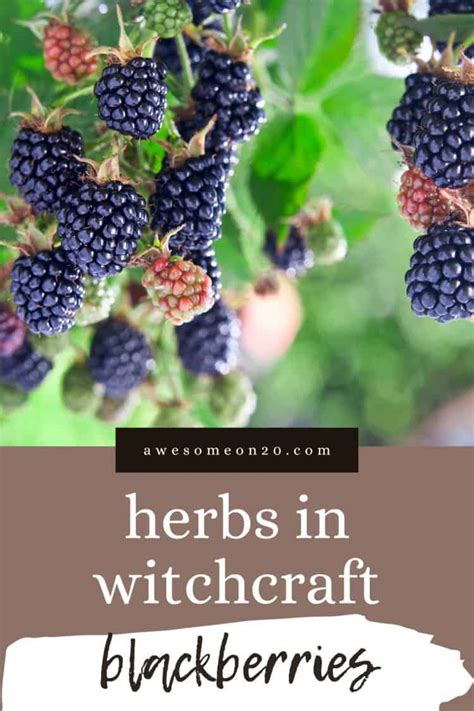 The Role of Blackberries in Ebon Witchcraft Love Spells and Potions.